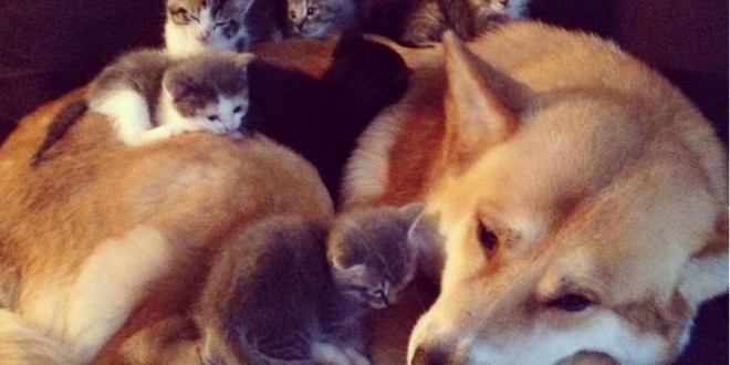 Un portée de chatons sur un chien