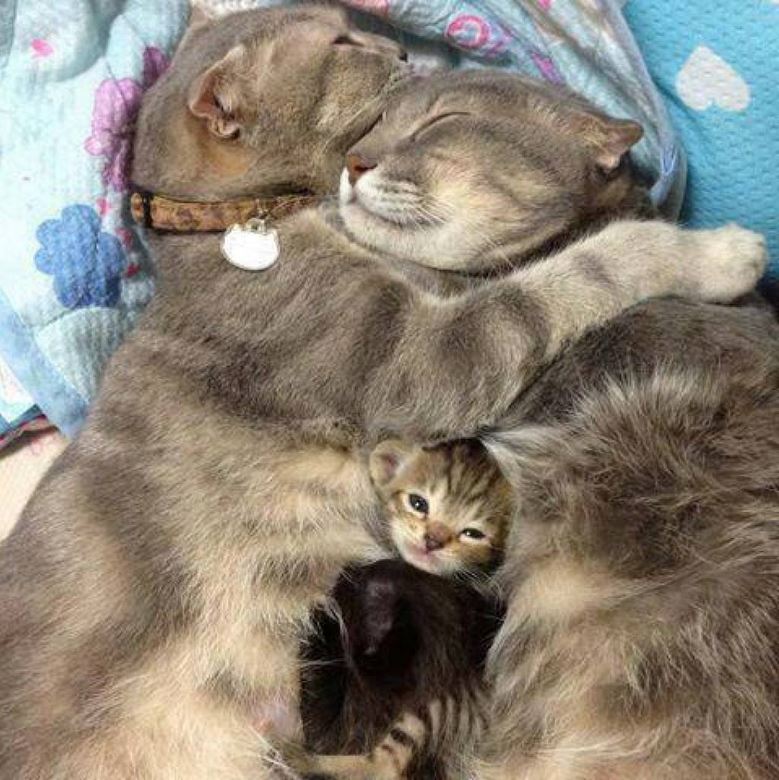 famille de chats