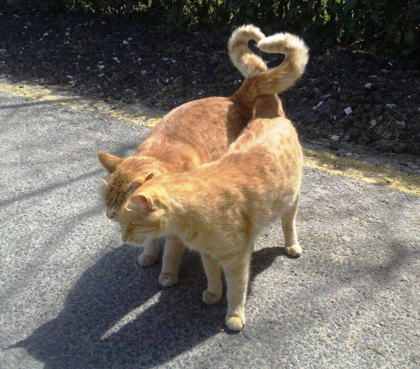 Gros câlin entre chats