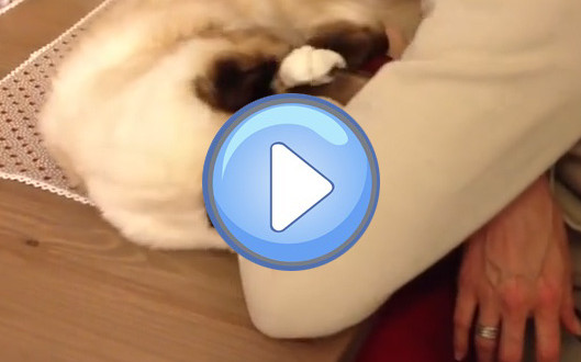 Chat qui s'accroche pour avoir un calin