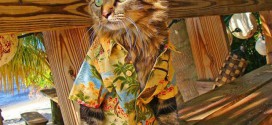 chat en chemise hawaienne