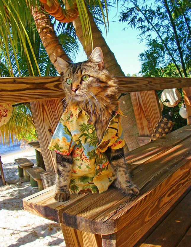 chat en chemise hawaienne