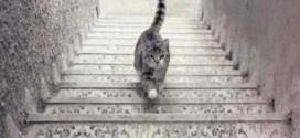 Ce chat monte-t-il ou descend-t-il les escaliers ?