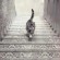 Ce chat monte-t-il ou descend-t-il les escaliers ?