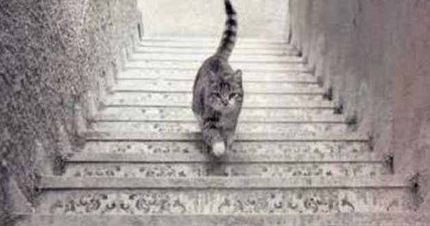 Ce chat monte-t-il ou descend-t-il les escaliers ?