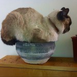 chat dormant dans un vase en terre