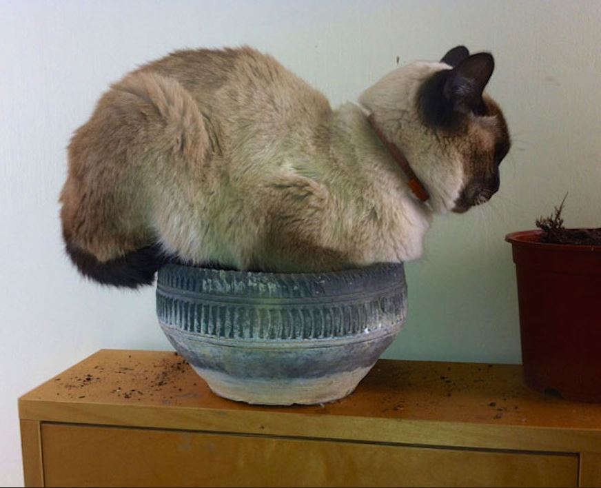 chat dormant dans un vase en terre
