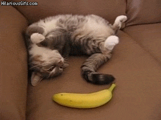 un chat a peur d'une banane