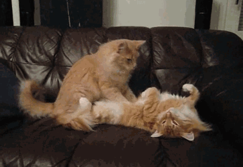 Un chat masseur !