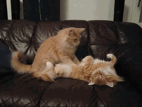 un chat masseur