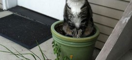 chat plante verte