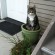 chat plante verte