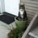 chat plante verte