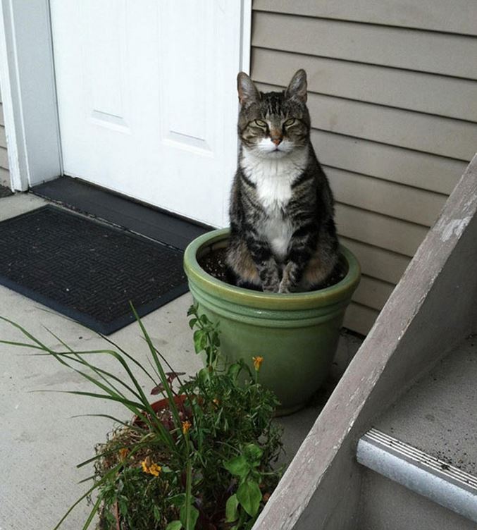 chat plante verte