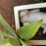 Chaton dormant dans un pot de fleur