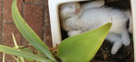 Chaton dormant dans un pot de fleur