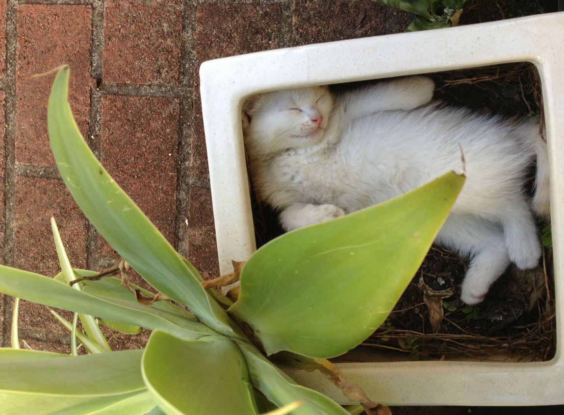 Chaton dormant dans un pot de fleur