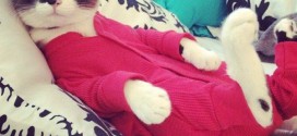 chat en pyjama