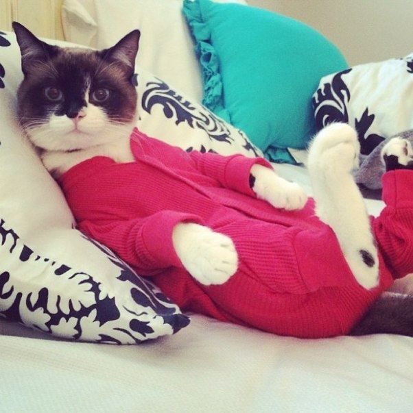 chat en pyjama