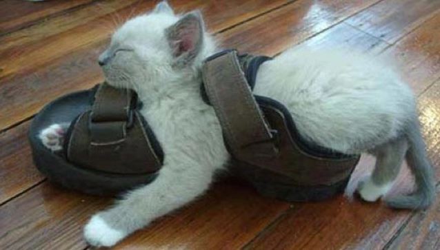 un chaton dors dans une sandale