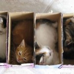 des chatons bien rangés dans des boites