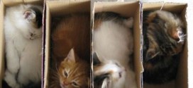 des chatons bien rangés dans des boites