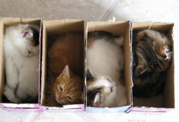 des chatons bien rangés dans des boites