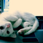 chaton blanc allongé sur clavier ordinateur