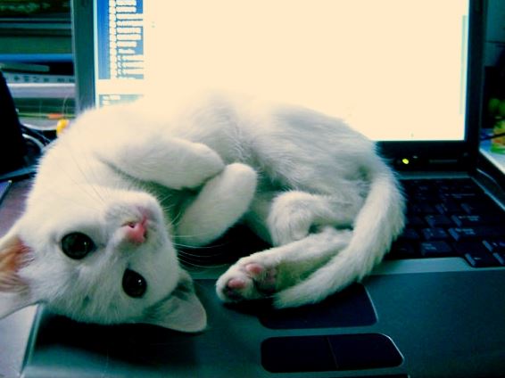 chaton blanc allongé sur clavier ordinateur