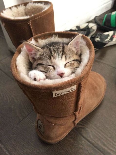 ce chaton fait un p'tit somme dans une botte fourrée