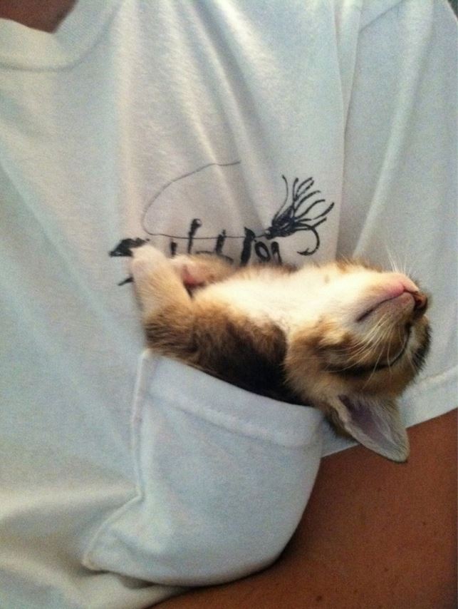 un chaton fait sa sieste dans une poche
