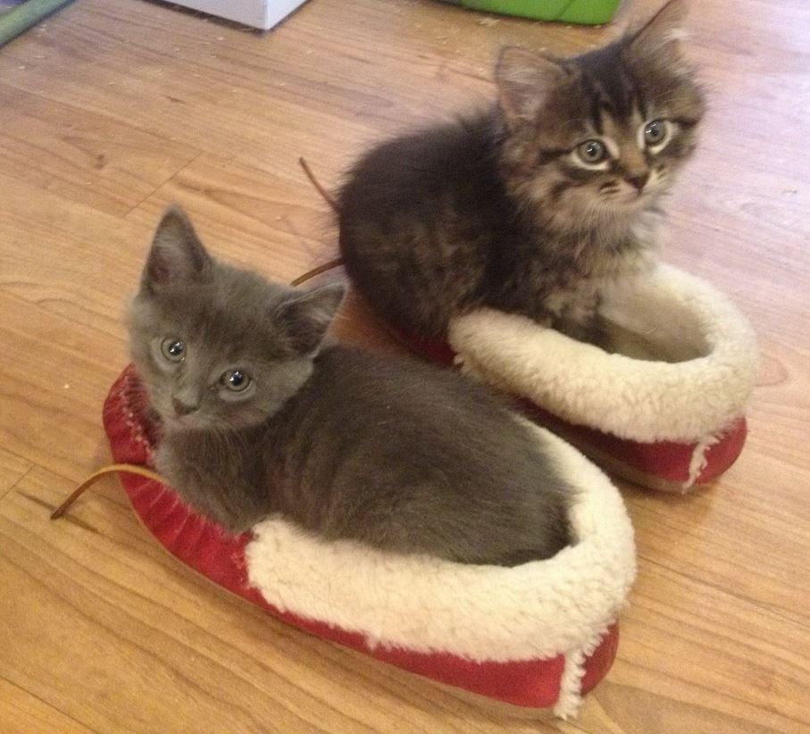 des chatons dans des chaussons