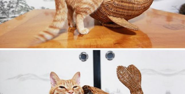 poisson chat