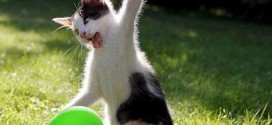 Un chaton joue avec un ballon