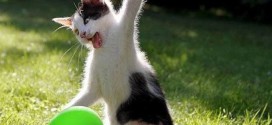 un chaton joue avec un ballon de baudruche