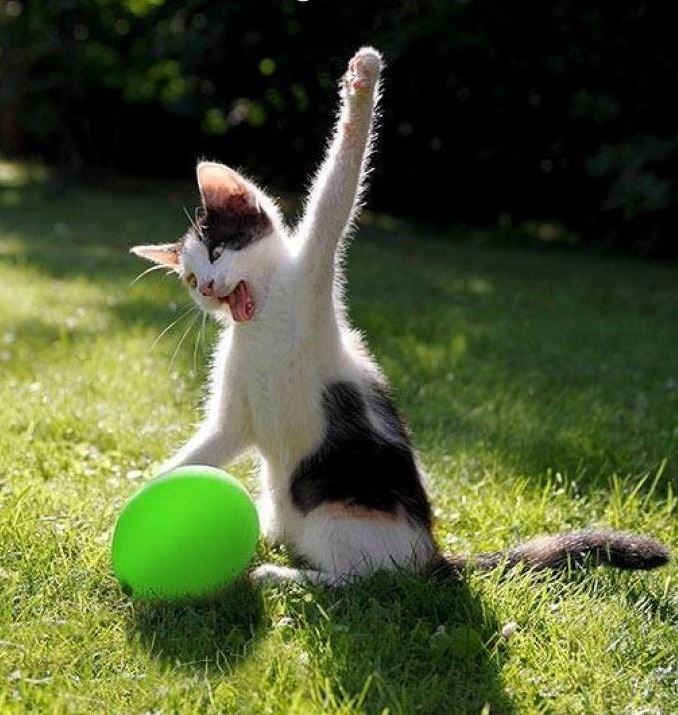un chaton joue avec un ballon de baudruche