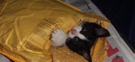 un chaton dans une enveloppe