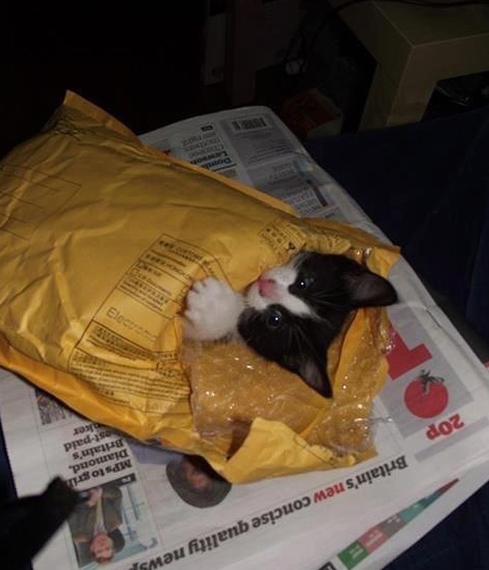 Un chaton dans une enveloppe