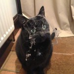 un chat couvert de toile d'araignée