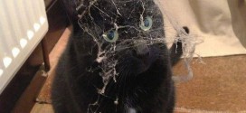un chat couvert de toile d'araignée