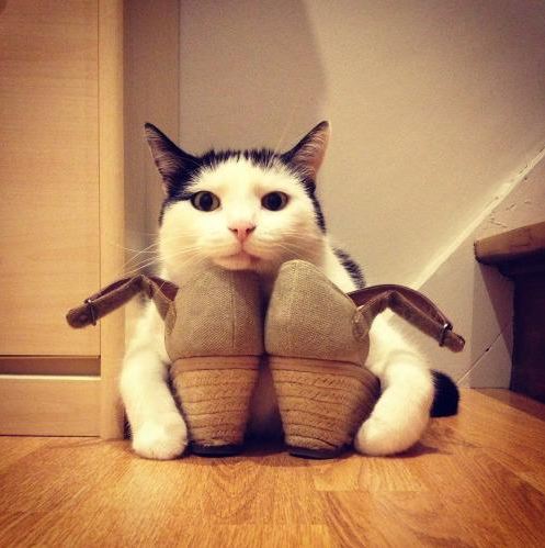 un chat garde farouchement les chaussures de sa maitresse