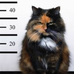 Un chat délinquant arrêté par la police !