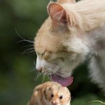 Chat qui lèche un hamster