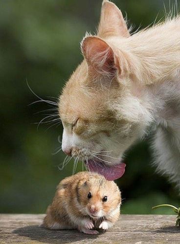 Chat qui lèche un hamster