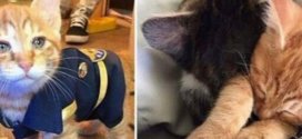 chat déguisé en policier